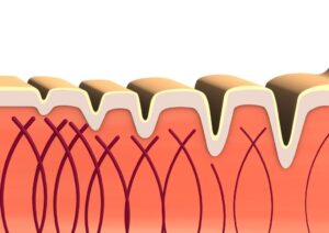 Collagen: what it is and what it is for